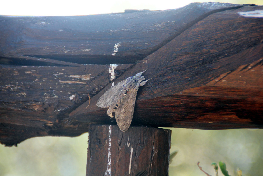 identificazione: grande falena (?) pelosa